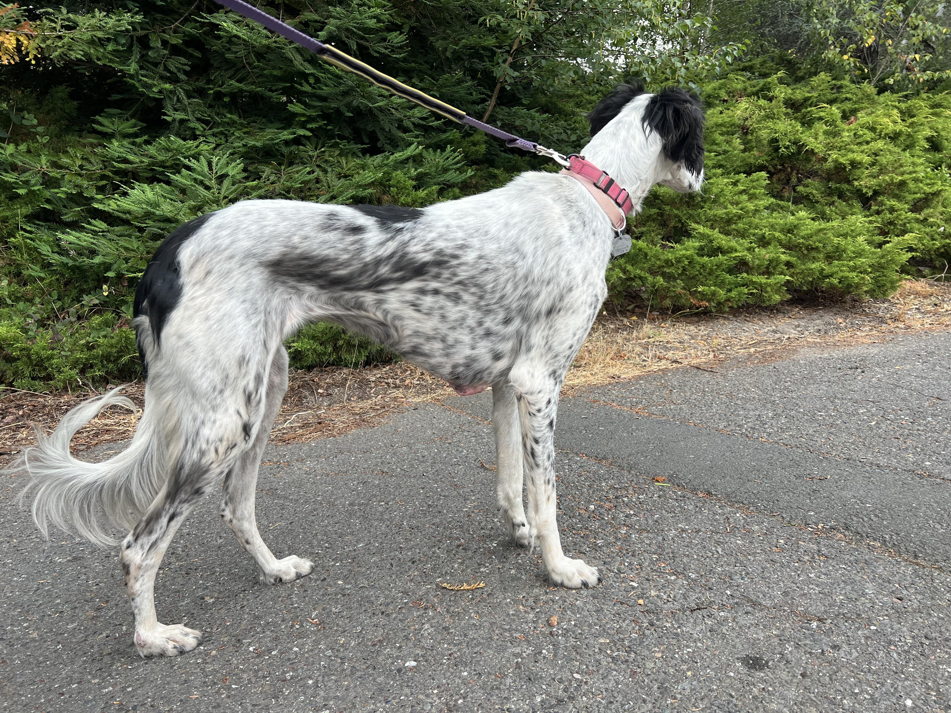 Ala, an adoptable Saluki in Santa Rosa, CA, 95403 | Photo Image 2