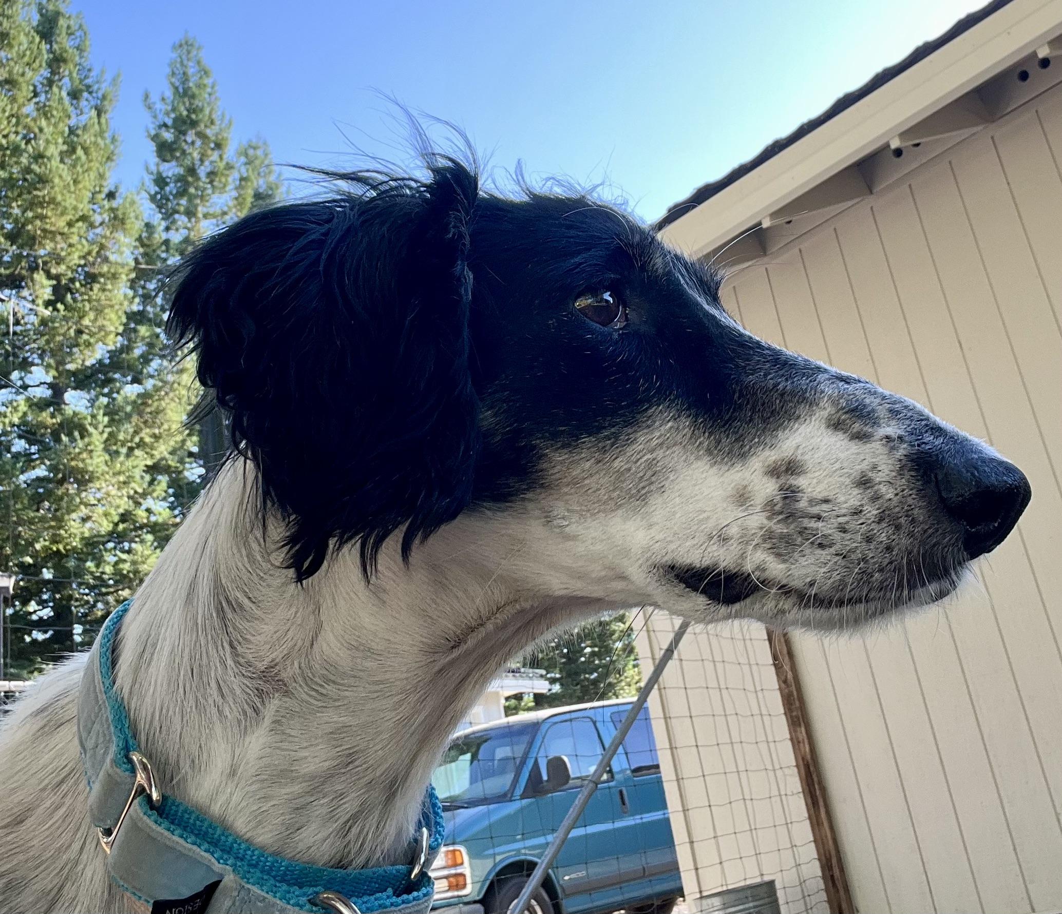 Ala, an adoptable Saluki in Santa Rosa, CA, 95403 | Photo Image 1