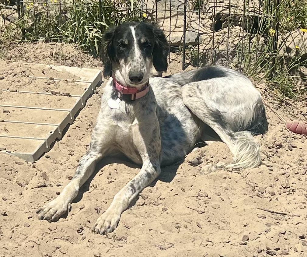 Ala, an adoptable Saluki in Santa Rosa, CA, 95403 | Photo Image 3