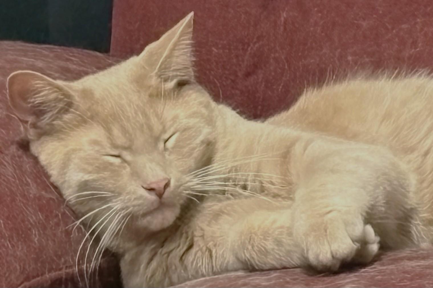 Lenny, Adoptable, Young Male Tabby.