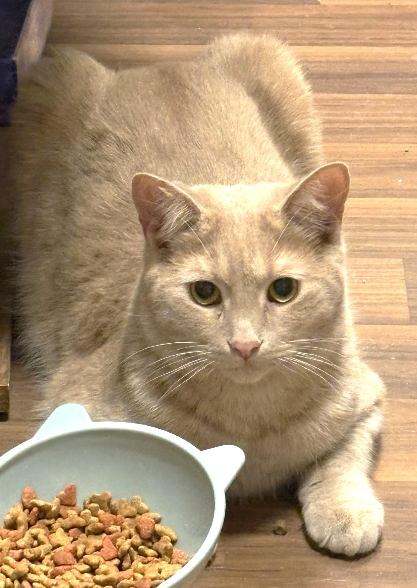 Enlarge Lenny, a Adoptable Tabby in Stoney Creek, ON image 3/3