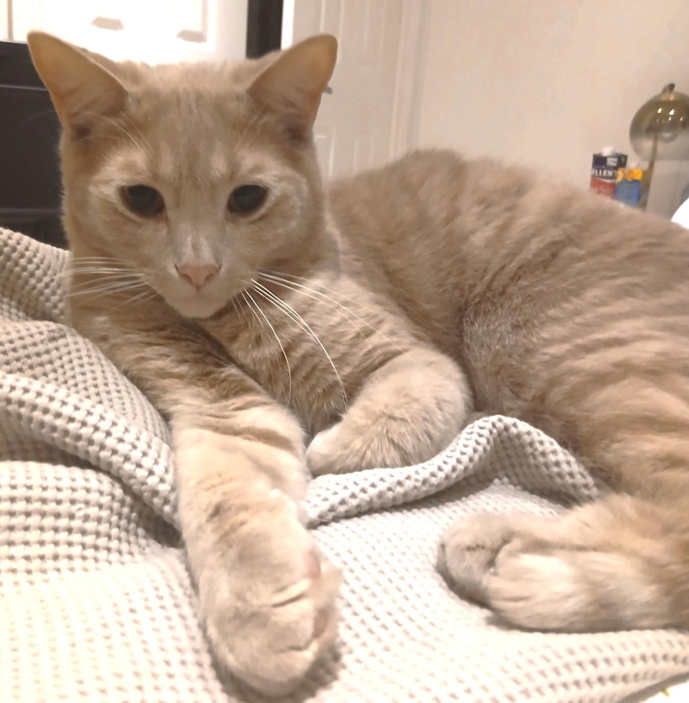 Lenny, Adoptable, Young Male Tabby.