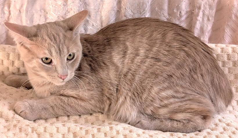 Enlarge Lenny, a Adoptable Tabby in Stoney Creek, ON image 1/1