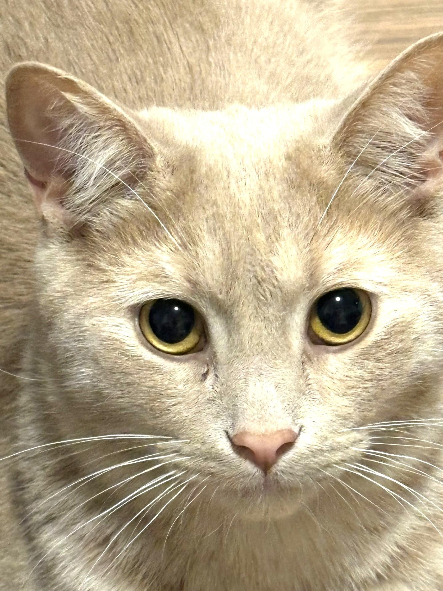 Lenny, Adoptable, Young Male Tabby.