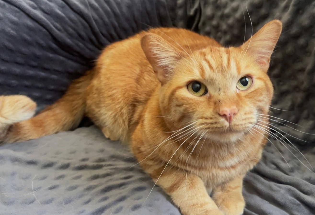 Enlarge Dari, a Adoptable mixed breed in Ypsilanti, MI image 1/4