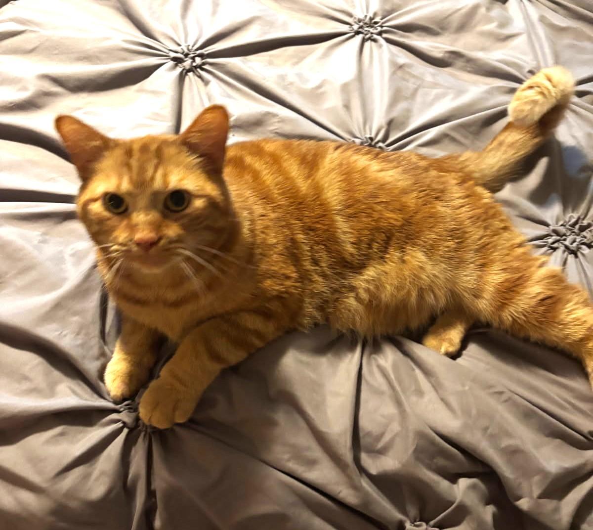 Enlarge Dari    (Very Friendly), a Adoptable mixed breed in Ypsilanti, MI image 1/5