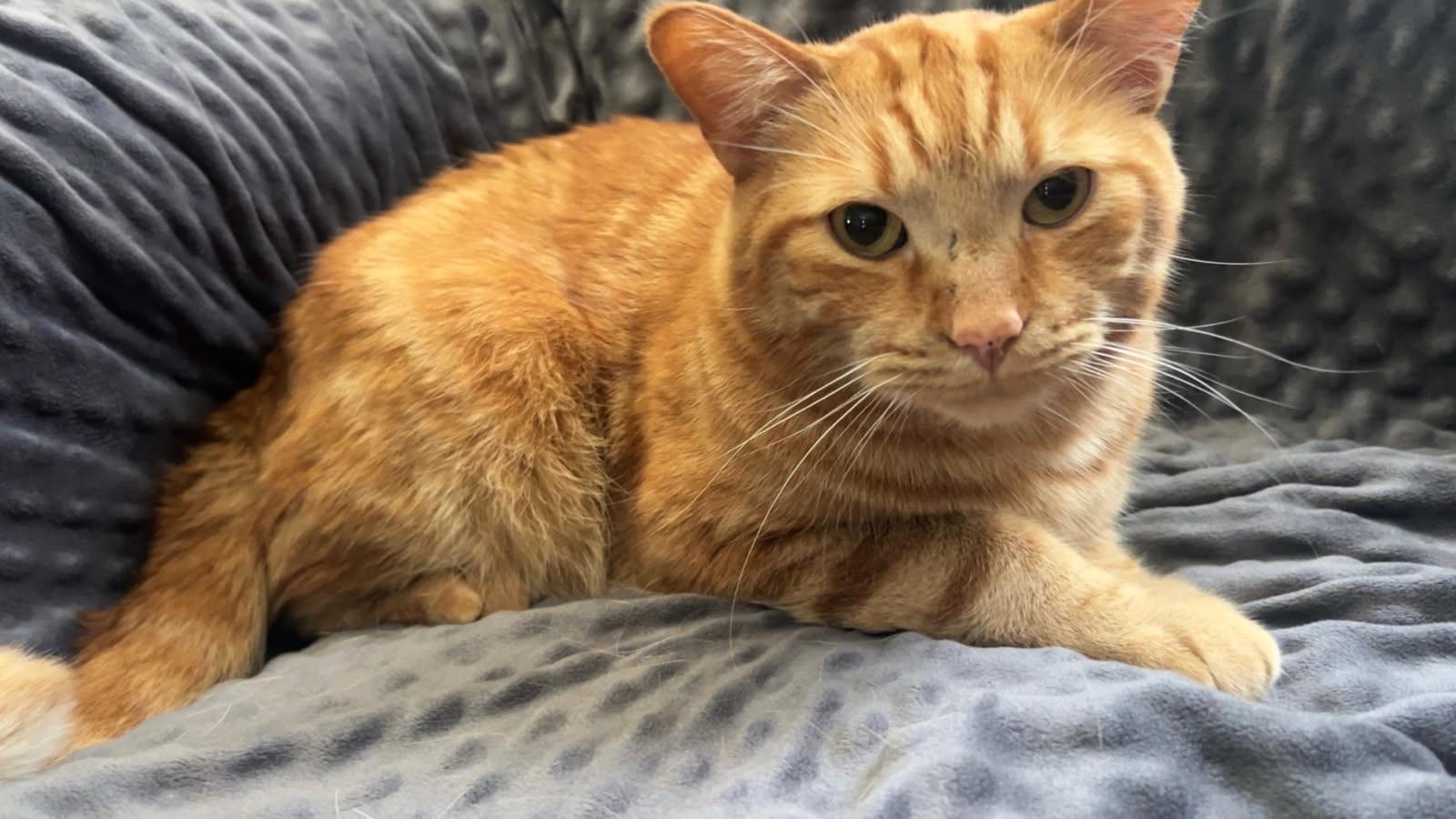 Enlarge Dari, a Adoptable mixed breed in Ypsilanti, MI image 2/4