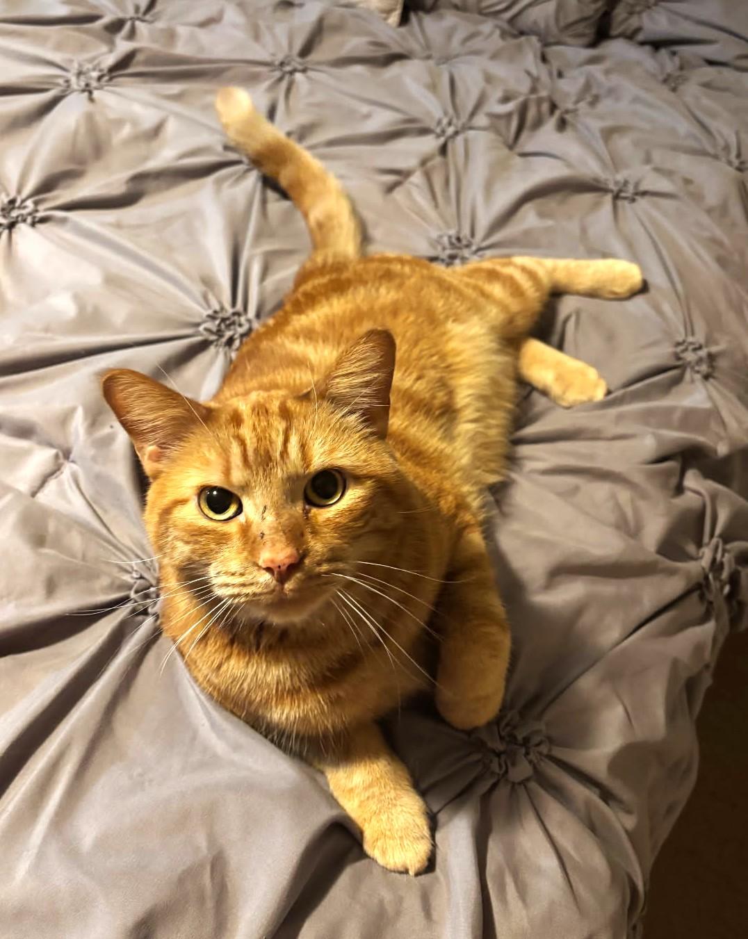 Enlarge Dari    (Very Friendly), a Adoptable mixed breed in Ypsilanti, MI image 2/5