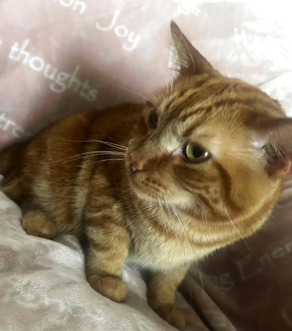 Enlarge Dari, a Adoptable mixed breed in Ypsilanti, MI image 3/4