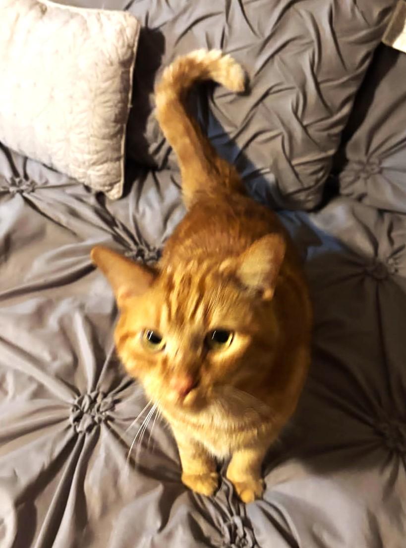 Dari (Super Love Bug), Adoptable, Adult Male Tabby.