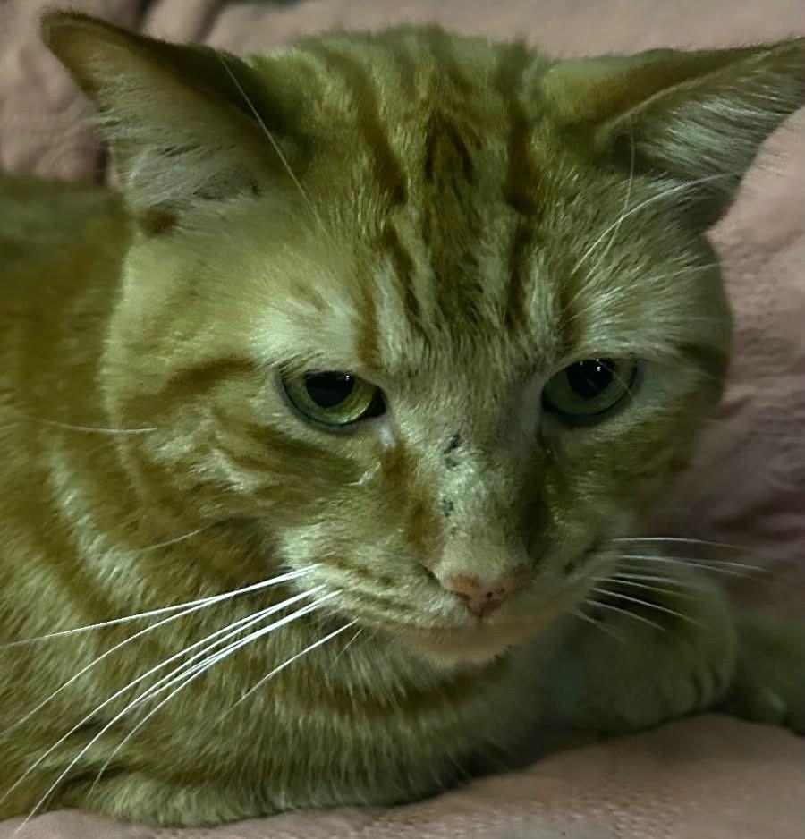 Enlarge Dari, a Adoptable mixed breed in Ypsilanti, MI image 4/4