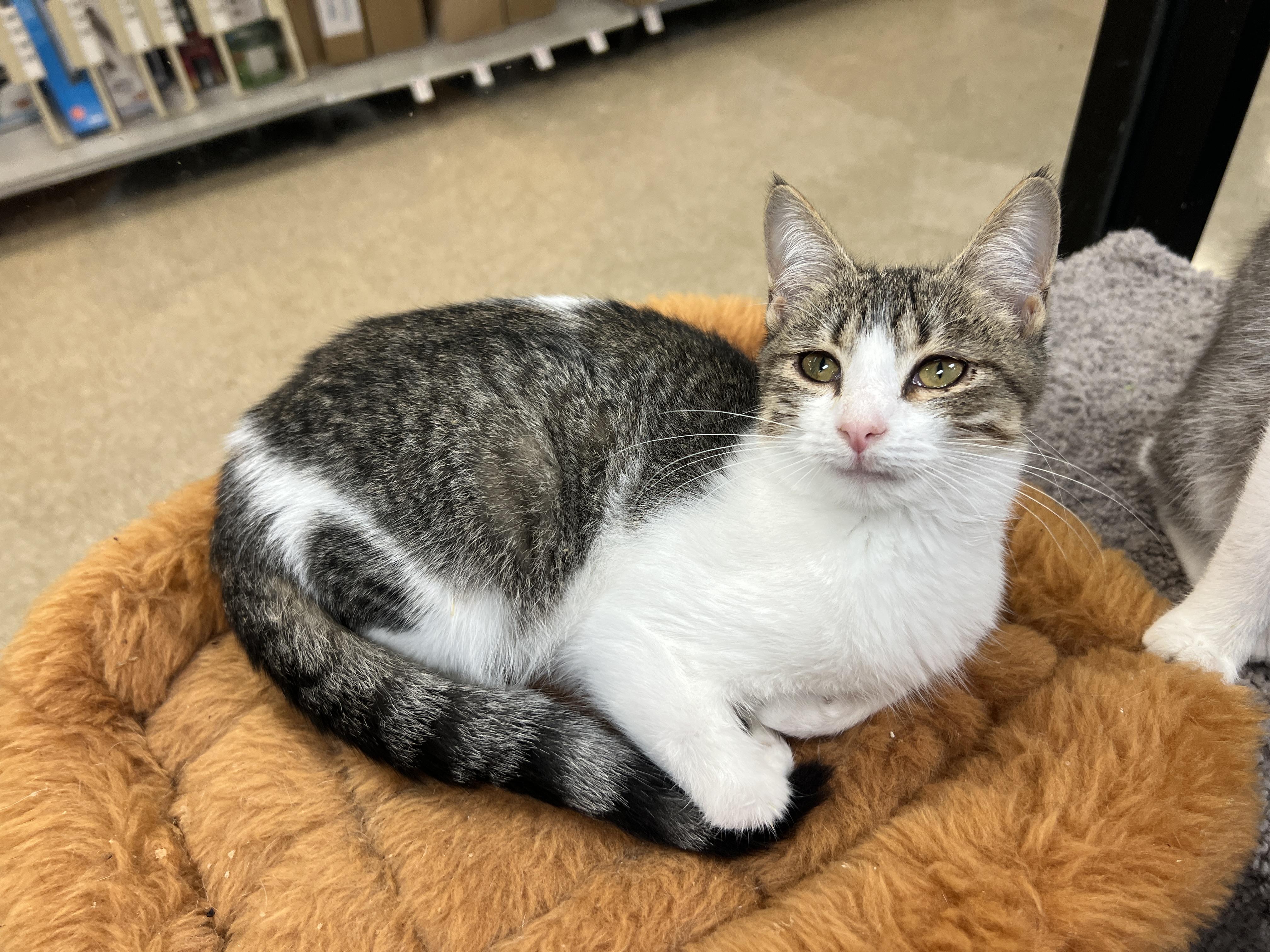 Squid, adopted, Kitten Female Domestic Short Hair.