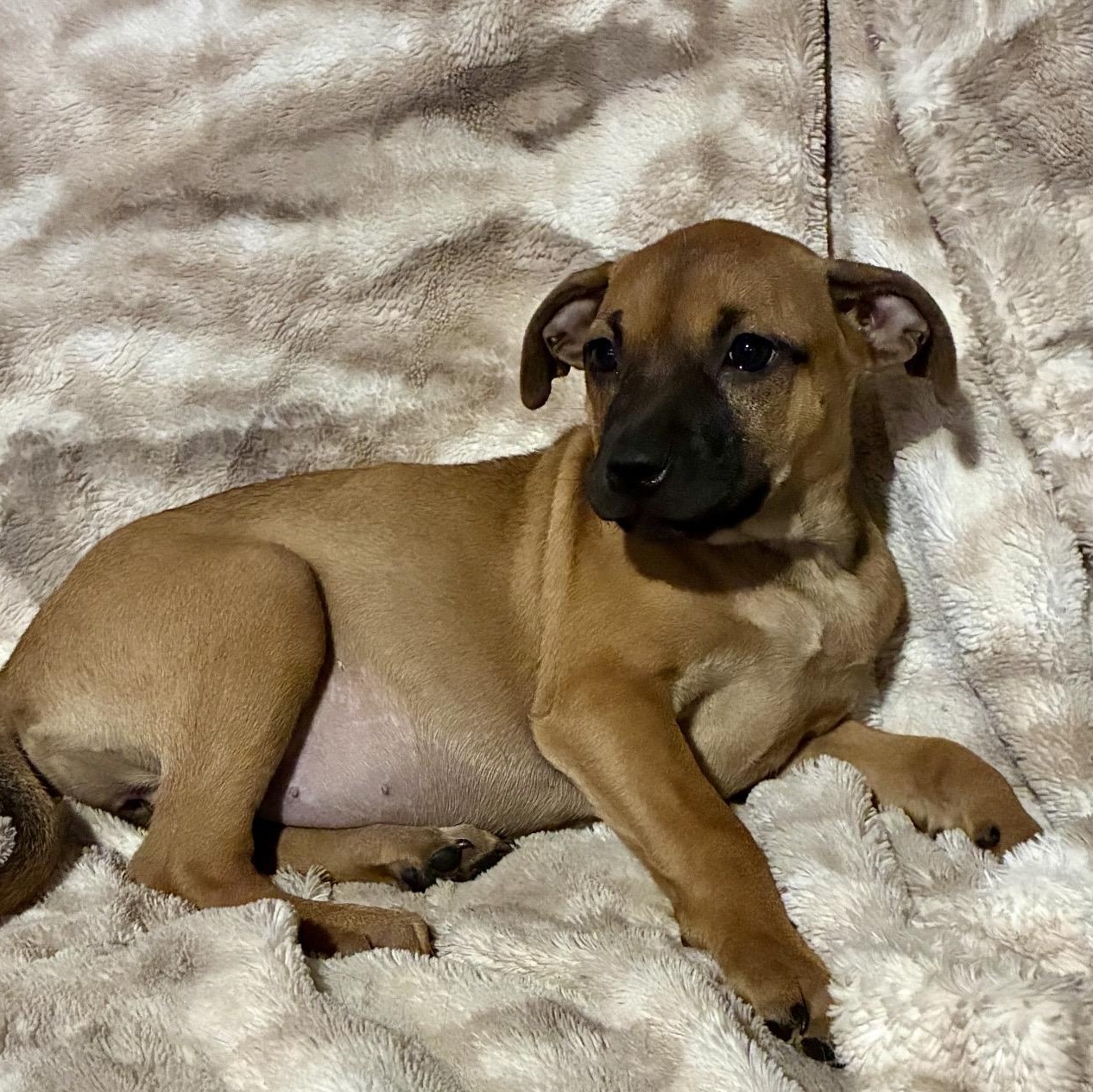 Daisy, a ADOPTABLE mixed breed in Pelham, NH image 3/6