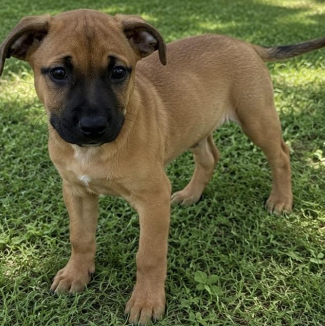 Daisy, a ADOPTABLE mixed breed in Pelham, NH image 5/6