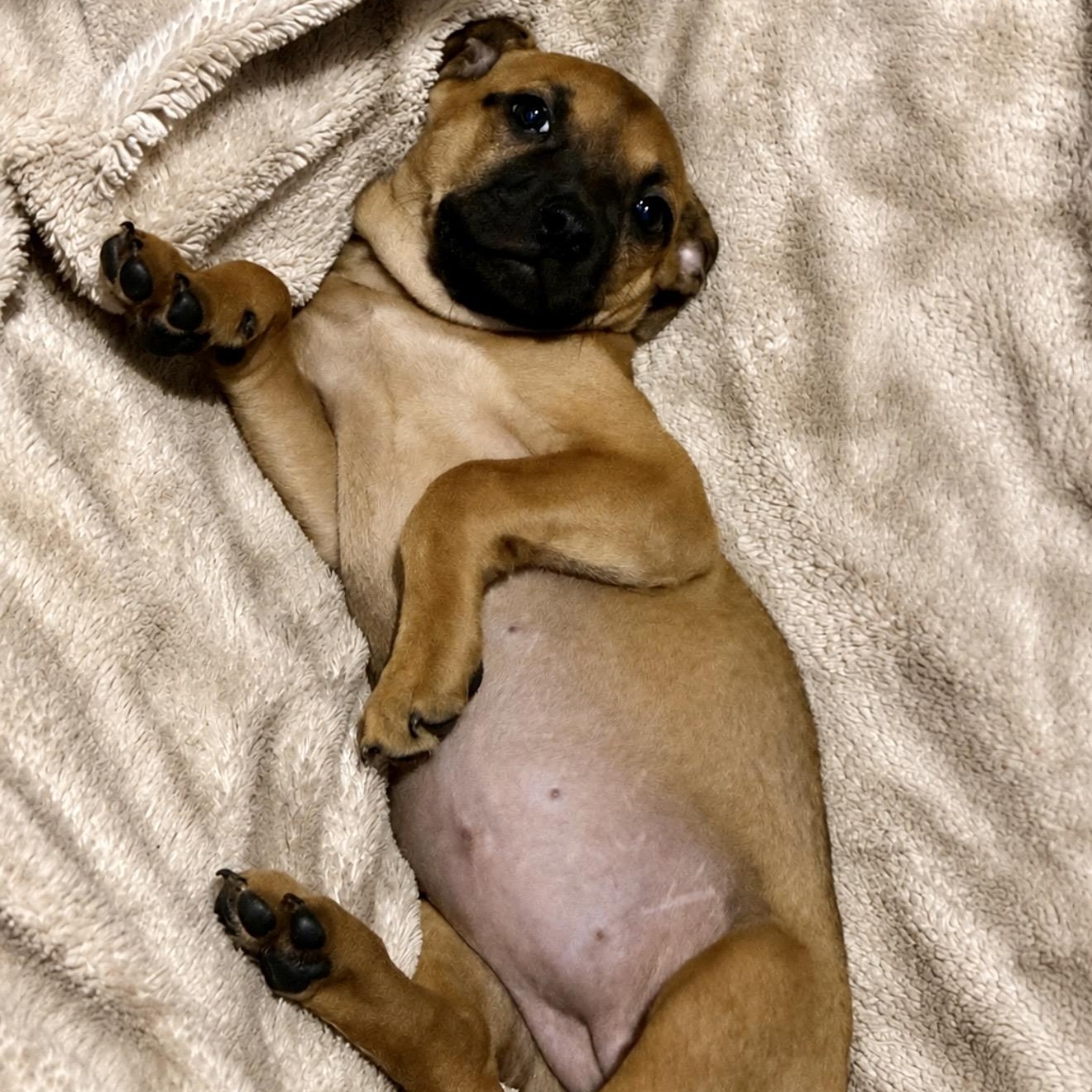 Daisy, a ADOPTABLE mixed breed in Pelham, NH image 6/6