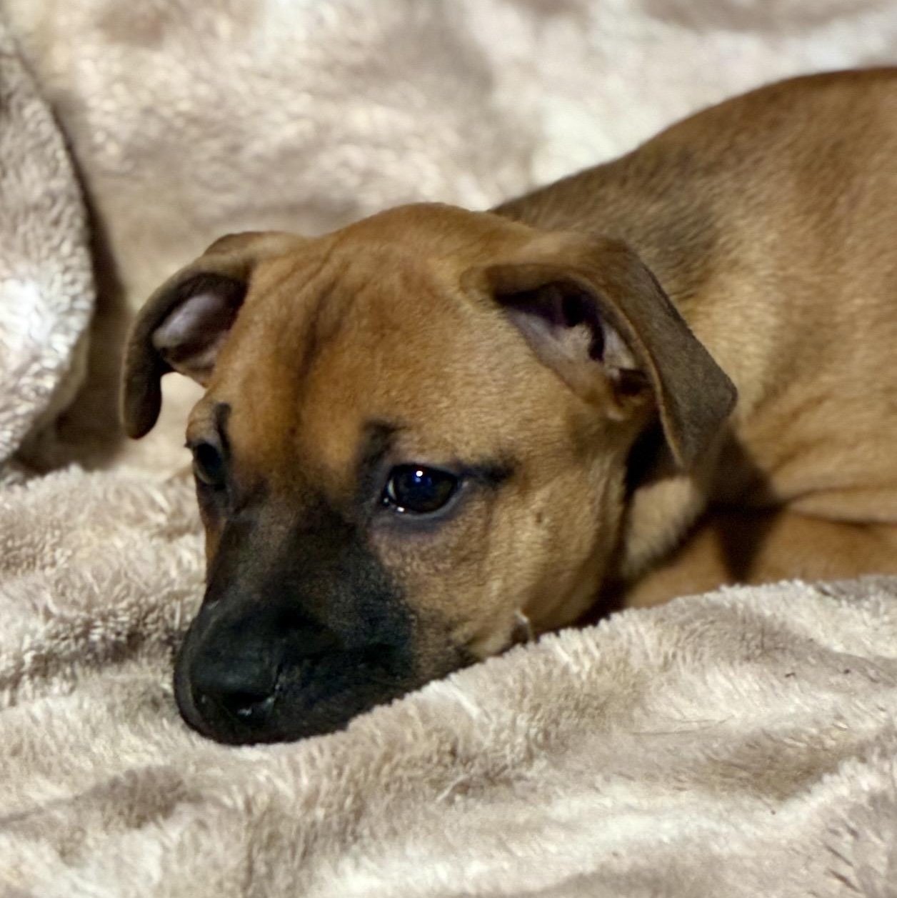 Daisy, a ADOPTABLE mixed breed in Pelham, NH image 4/6
