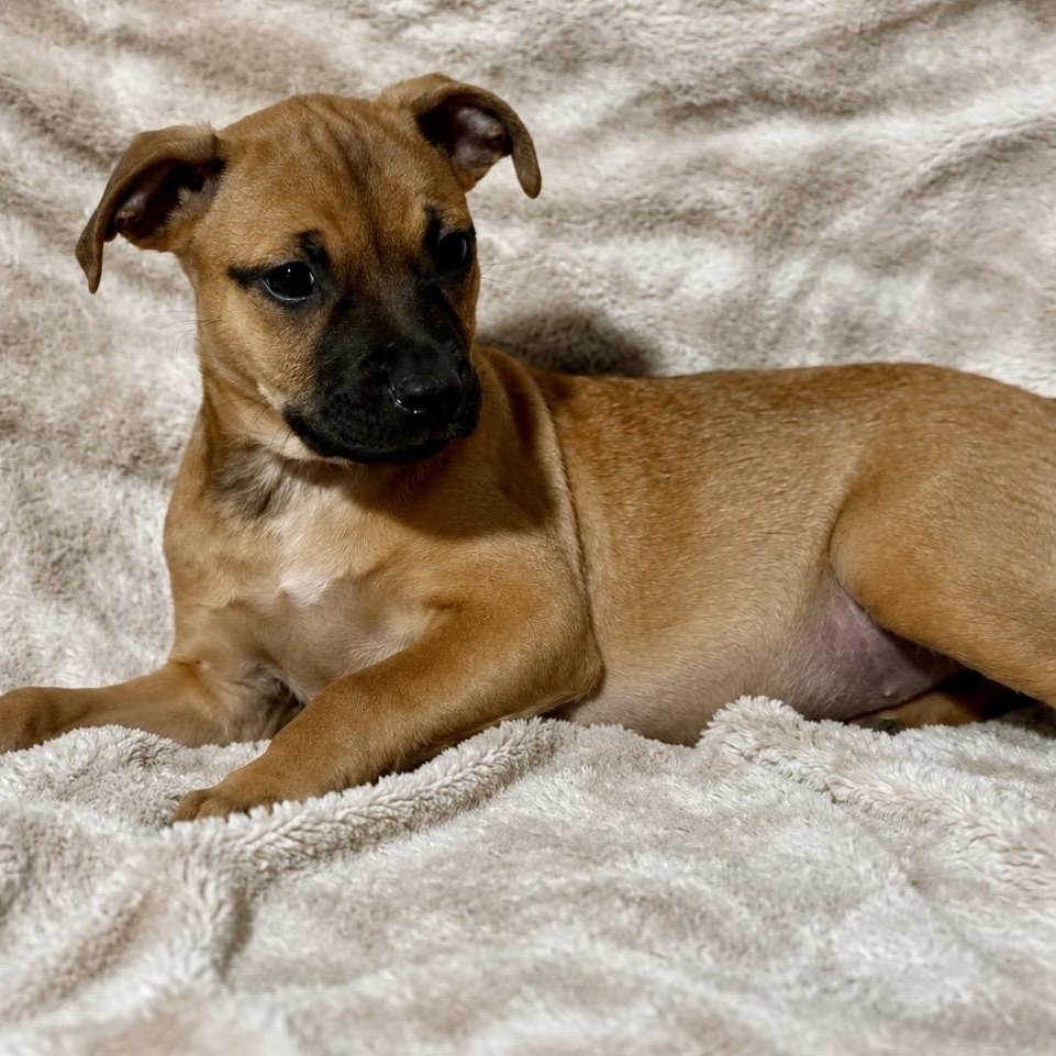 Daisy, a ADOPTABLE mixed breed in Pelham, NH image 2/6