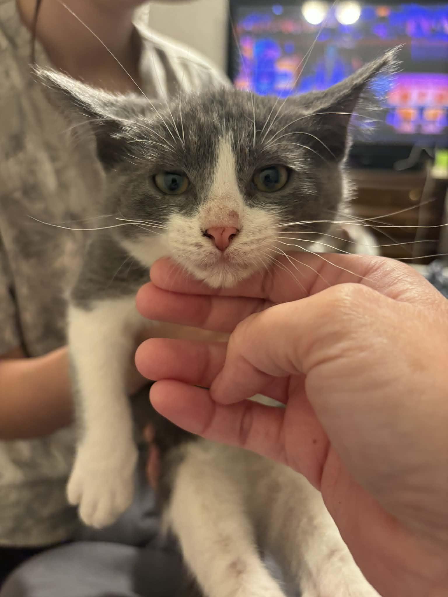 Han Solo ( EE), Adoptable, Young Male Tuxedo.