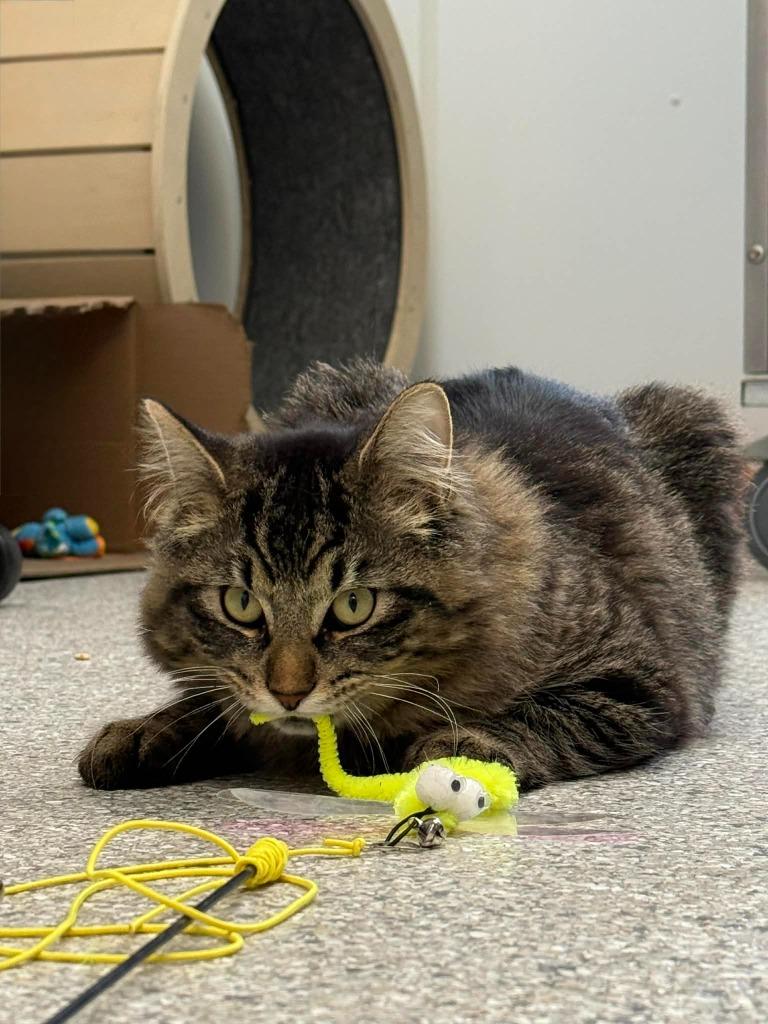 Harrison, Adoptable, Young Male Domestic Long Hair.