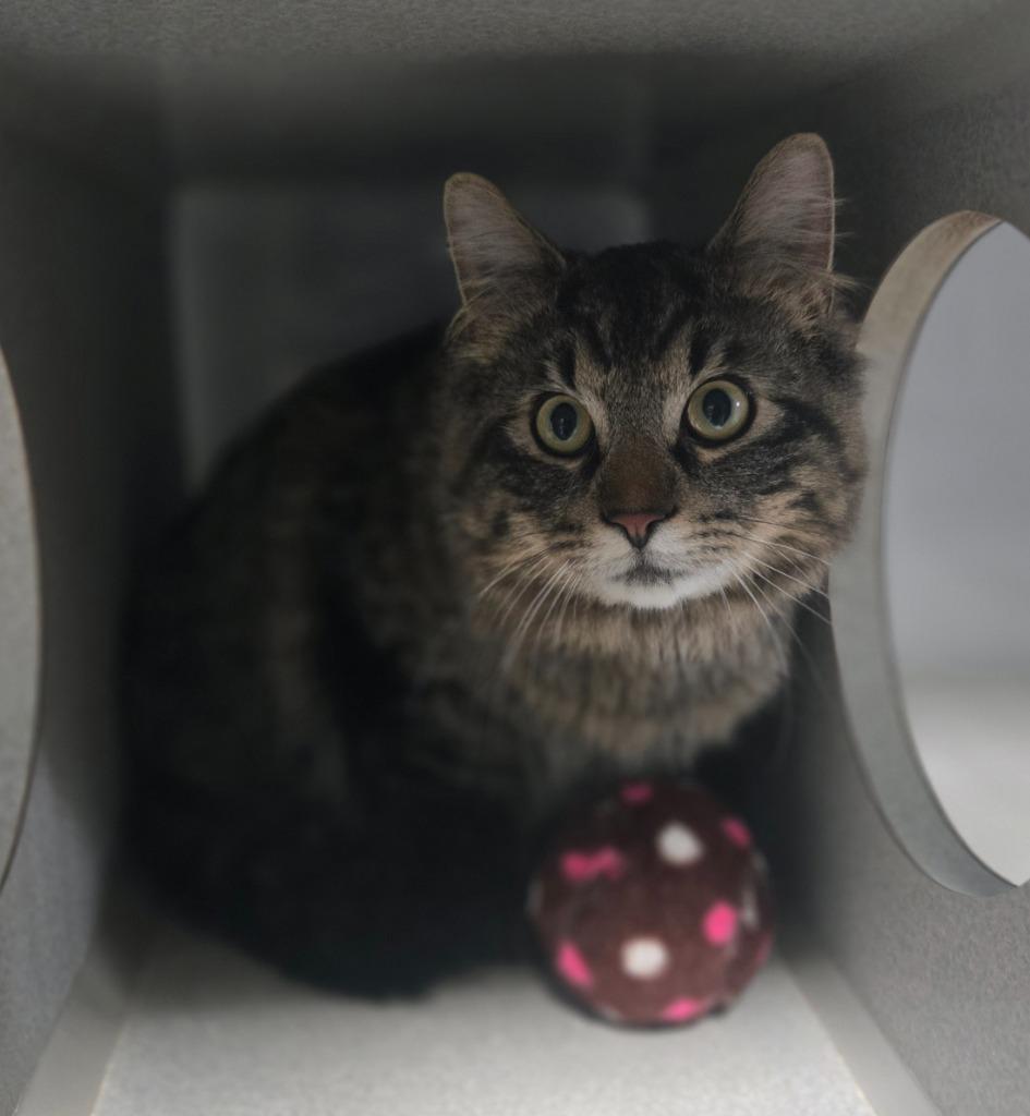 Enlarge Harrison, a Adoptable mixed breed in Viroqua, WI image 2/2