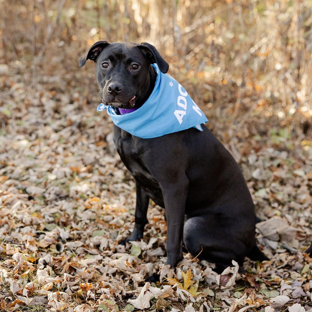 Enlarge Peppy, a Adoptable Mixed Breed in Plainfield, IL image 2/6