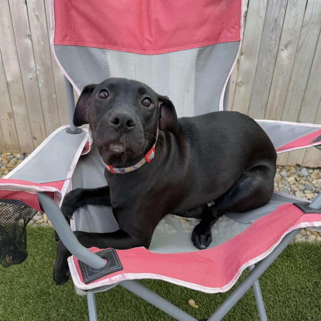 Enlarge Peppy, a Adoptable Mixed Breed in Plainfield, IL image 3/6