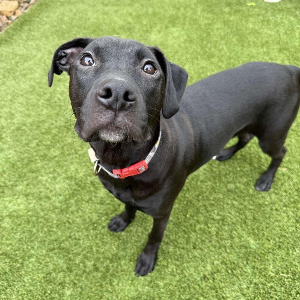 Enlarge Peppy, a Adoptable Mixed Breed in Plainfield, IL image 4/6