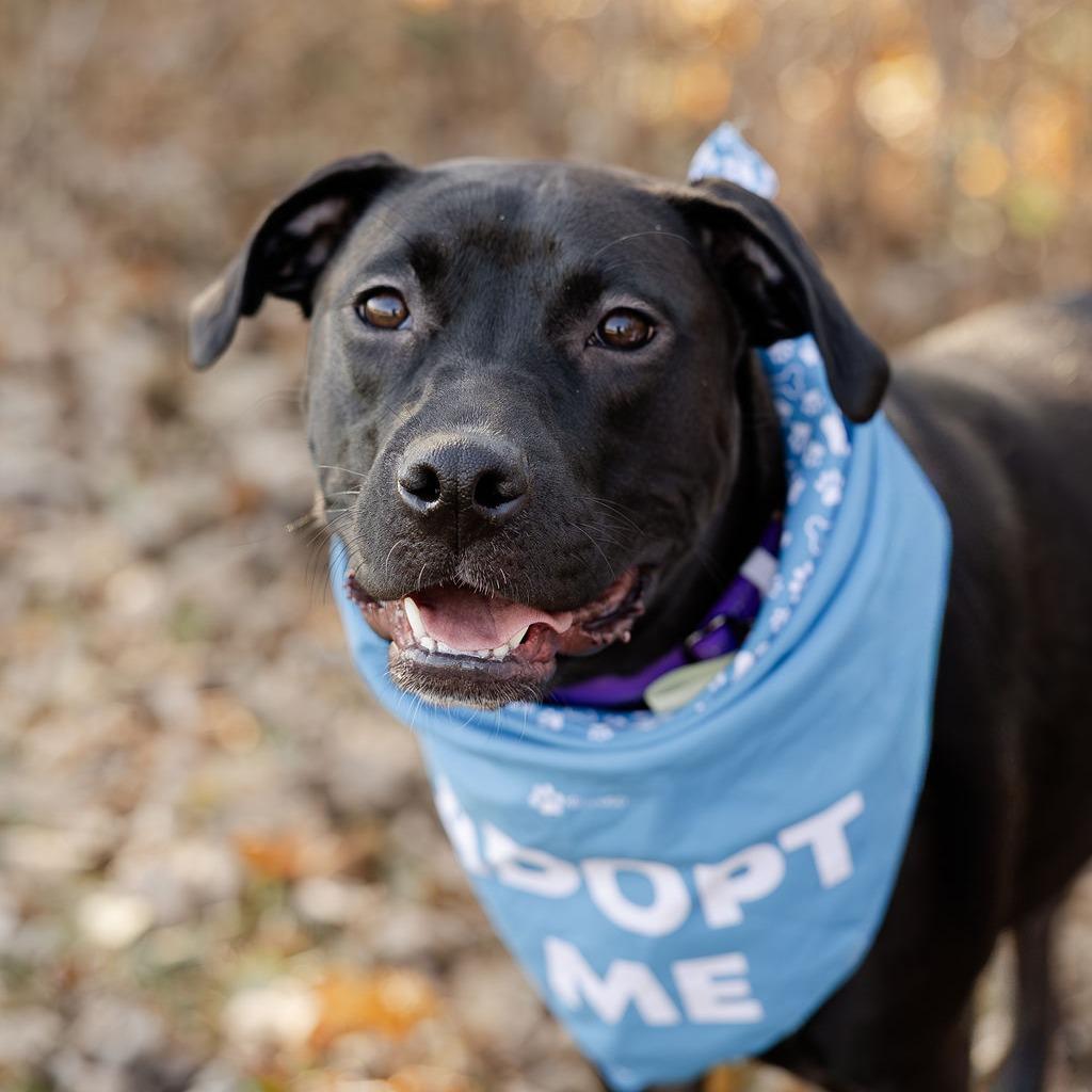 Enlarge Peppy, a Adoptable Mixed Breed in Plainfield, IL image 6/6