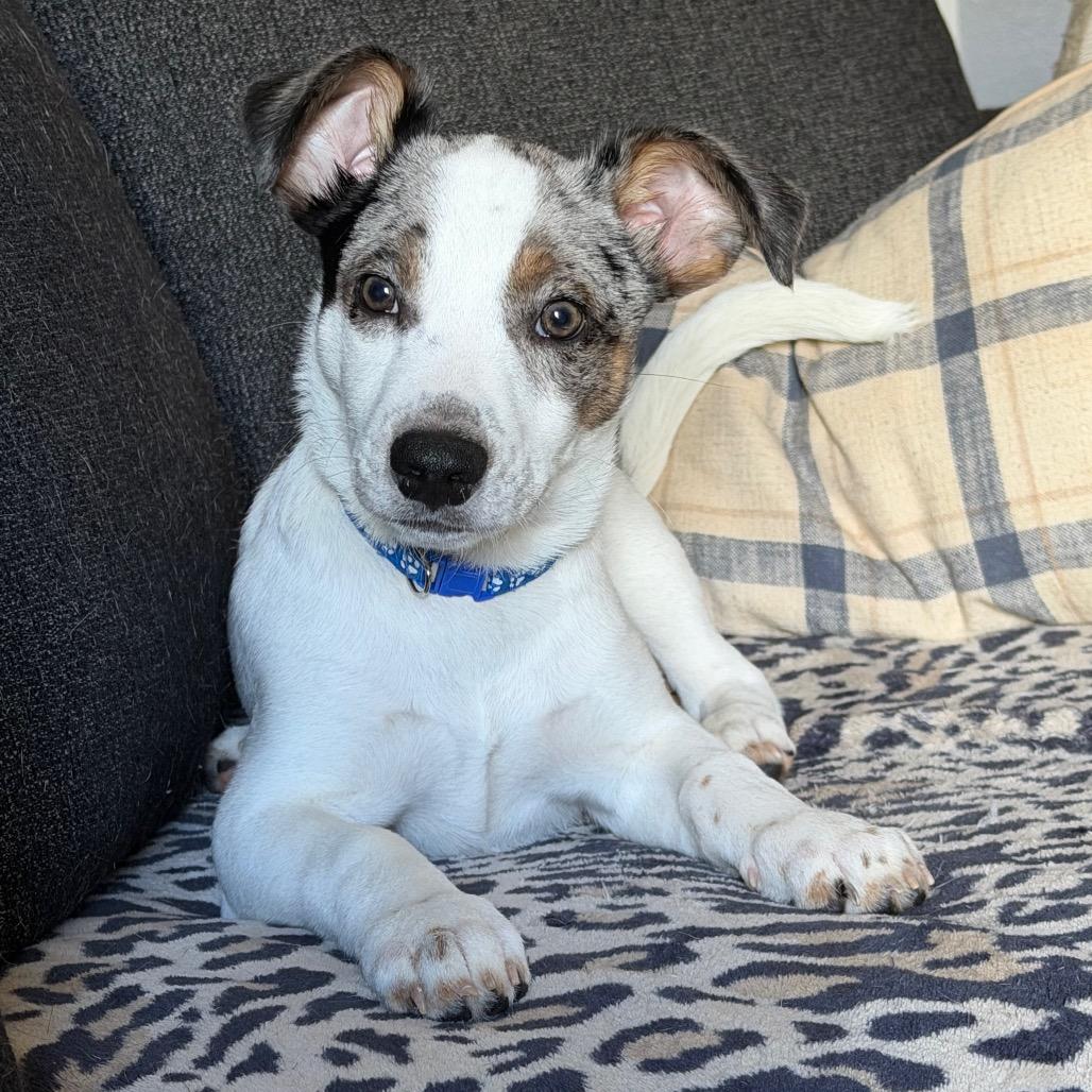 Loveable Leo — thumbnail 5