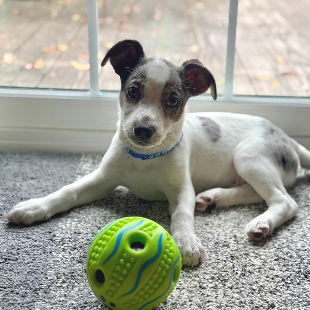 Loveable Leo — thumbnail 6