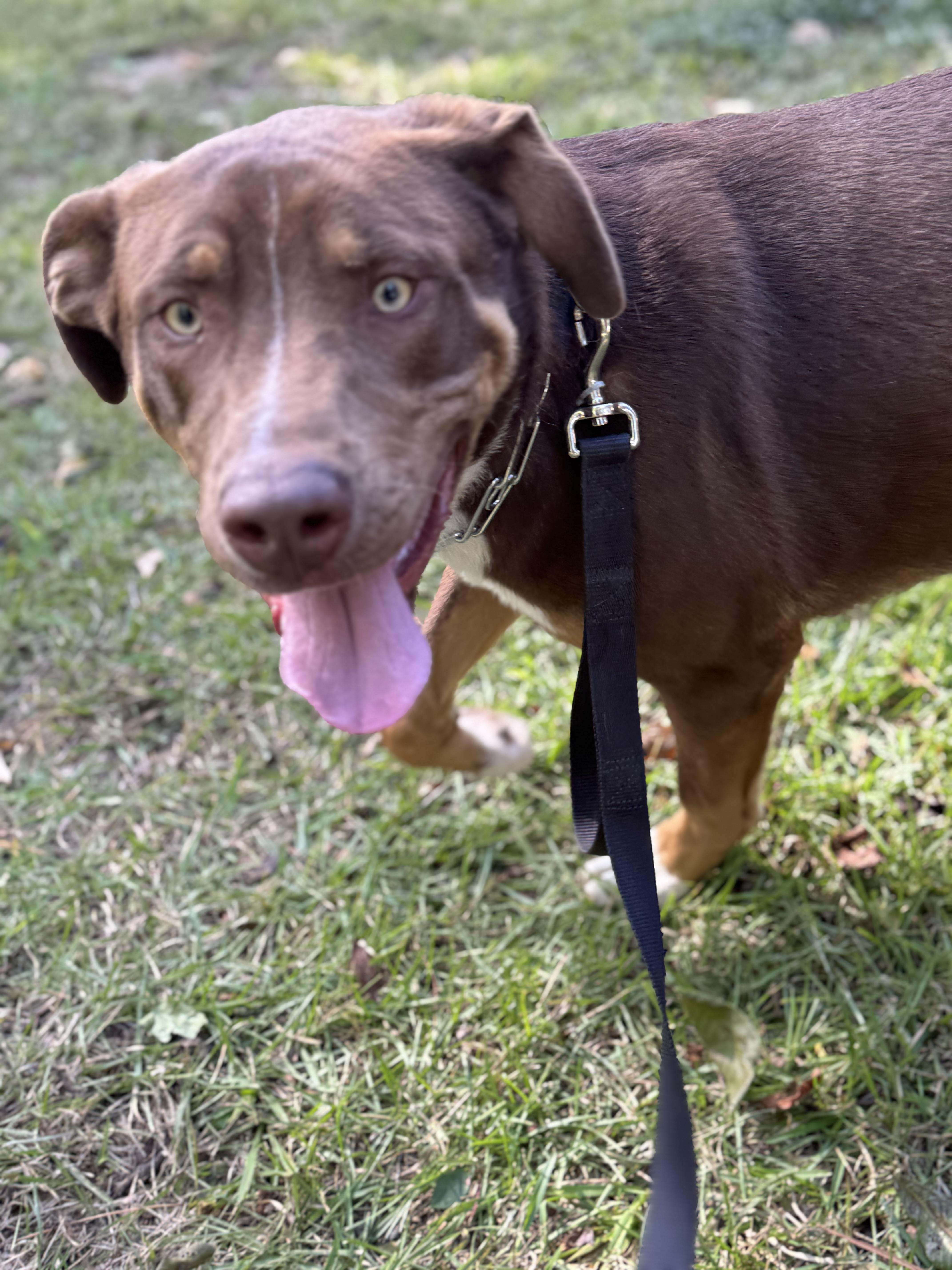 Enlarge Benny, a Adoptable mixed breed in Bronson, TX image 1/3