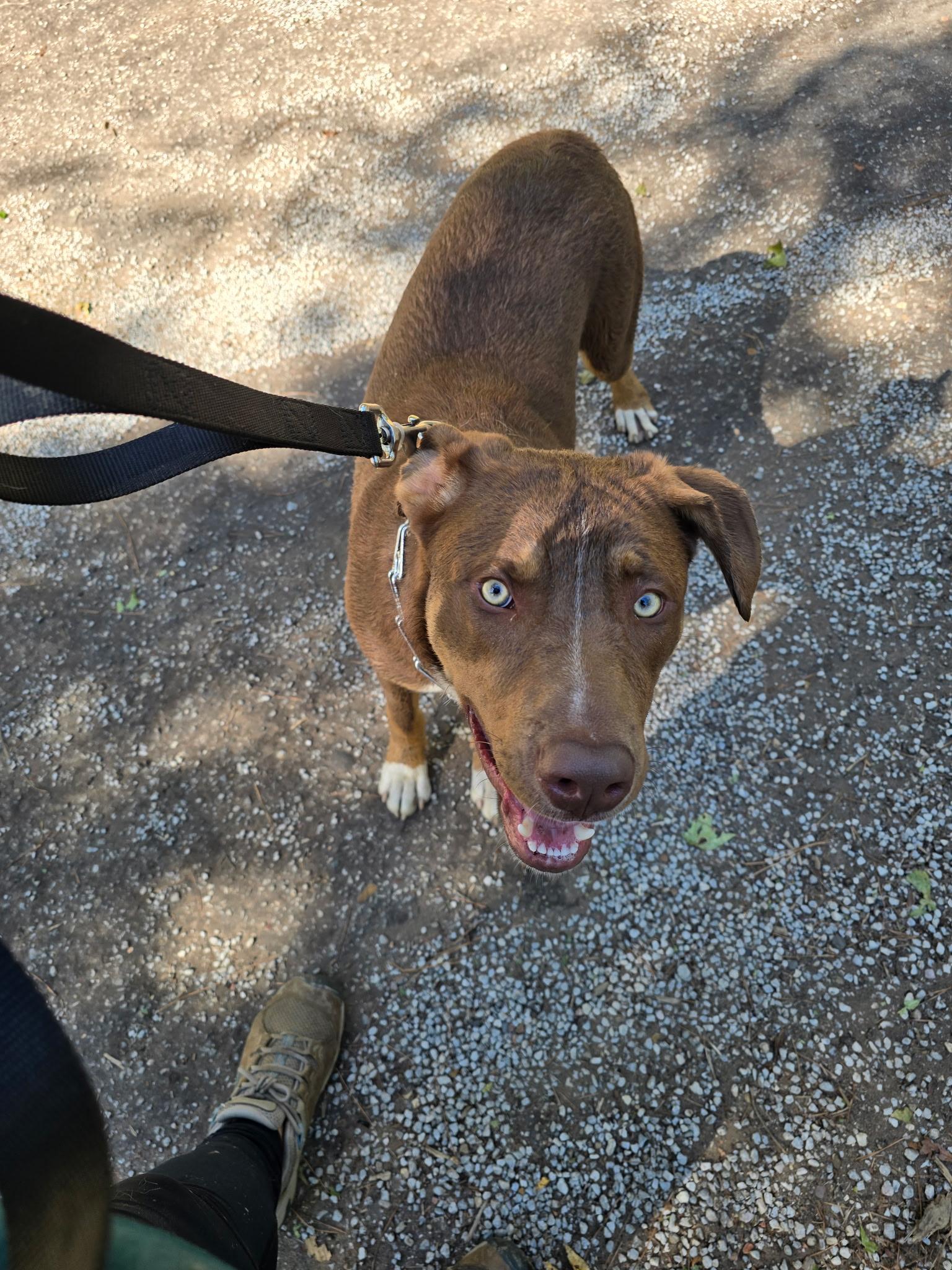 Enlarge Benny, a Adoptable mixed breed in Bronson, TX image 2/3
