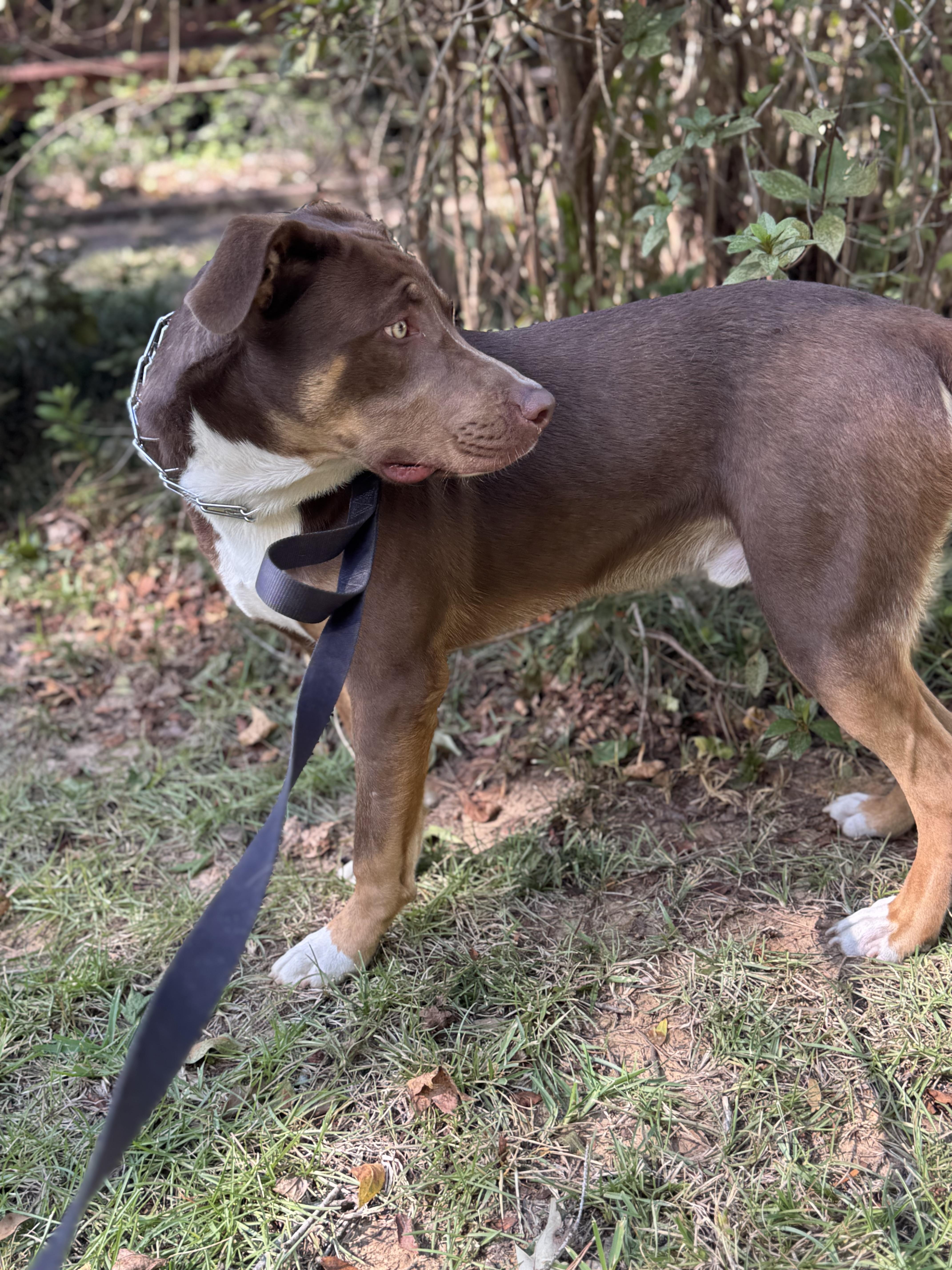 Enlarge Benny, a Adoptable mixed breed in Bronson, TX image 3/3