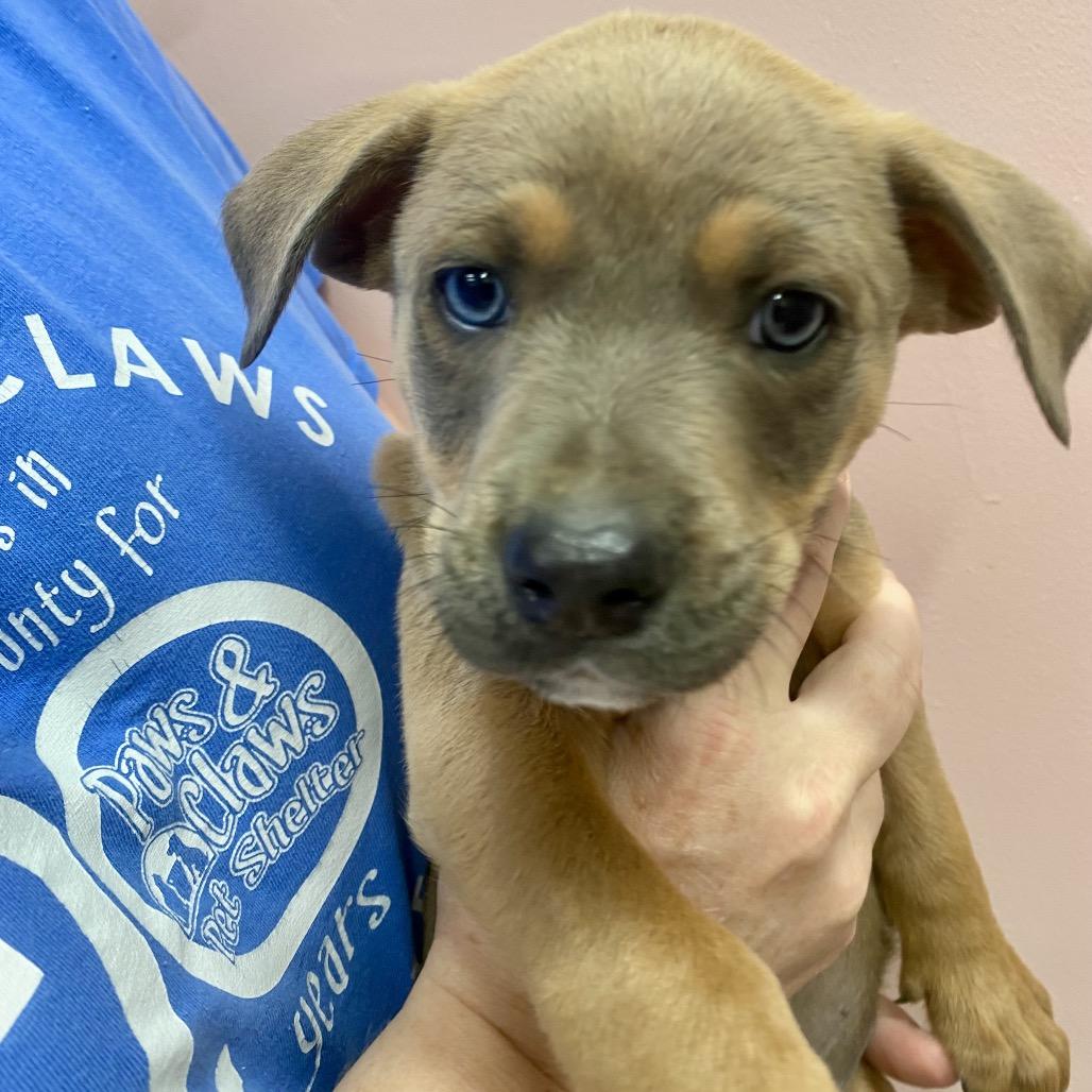 Big Mac, Adoptable, Puppy Male Mixed Breed.