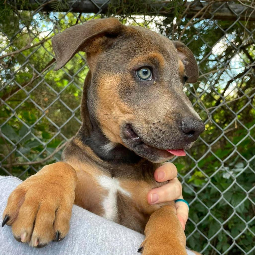 Big Mac, a Adoptable Mixed Breed in Huntsville, AR image 2/3