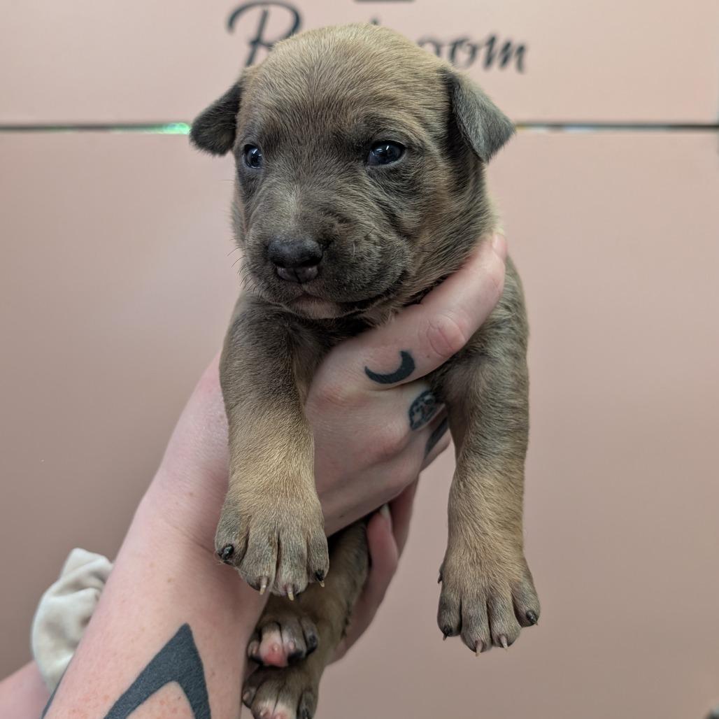 Big Mac, a Adoptable Mixed Breed in Huntsville, AR image 3/3
