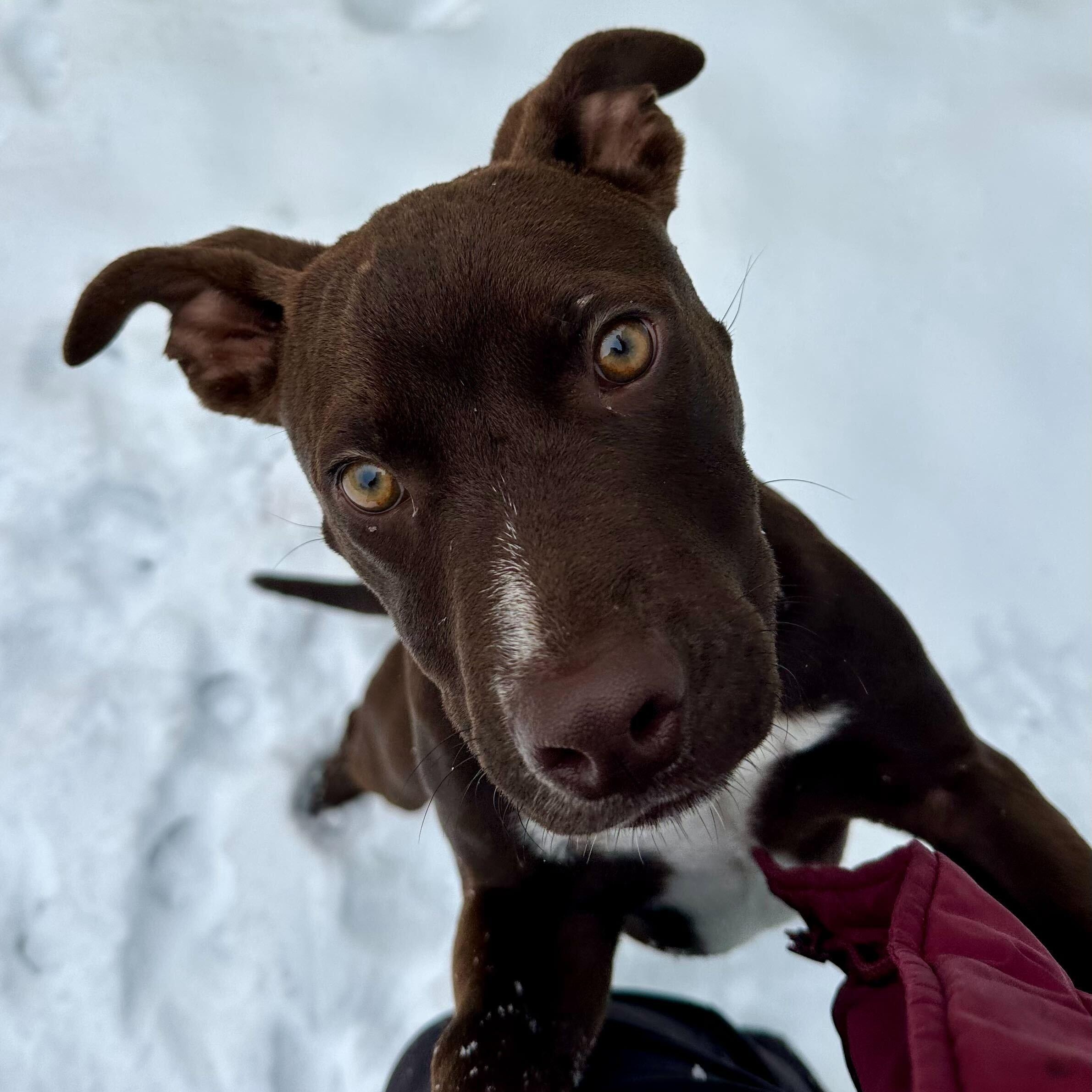 Alvin *HERE IN NH*