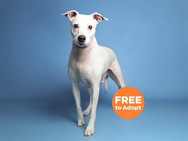 Enlarge MACK, a Adoptable Dalmatian in Phoenix, AZ image 1/1