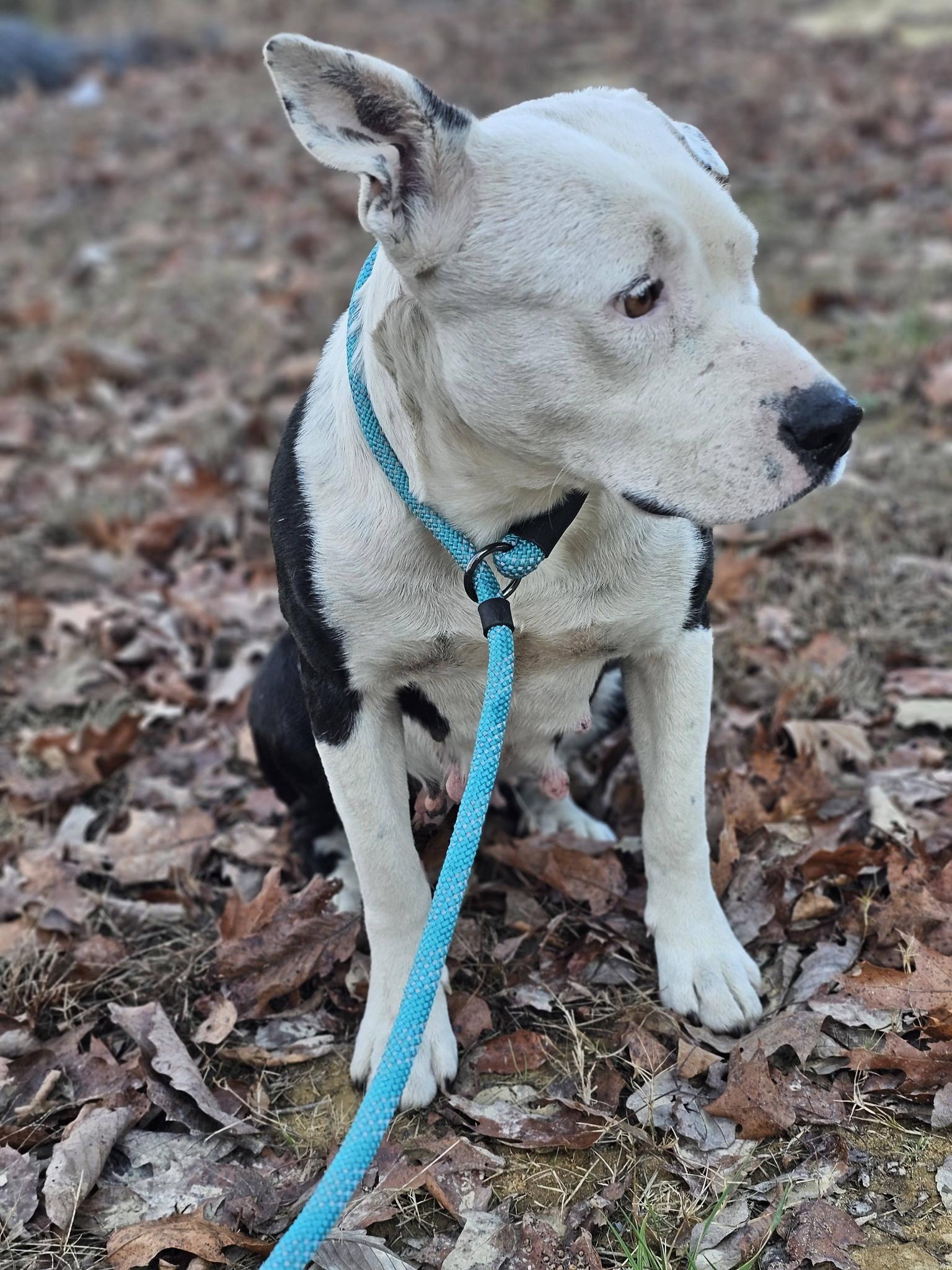 Solace, a ADOPTABLE Bulldog in Fort Payne, AL image 5/6