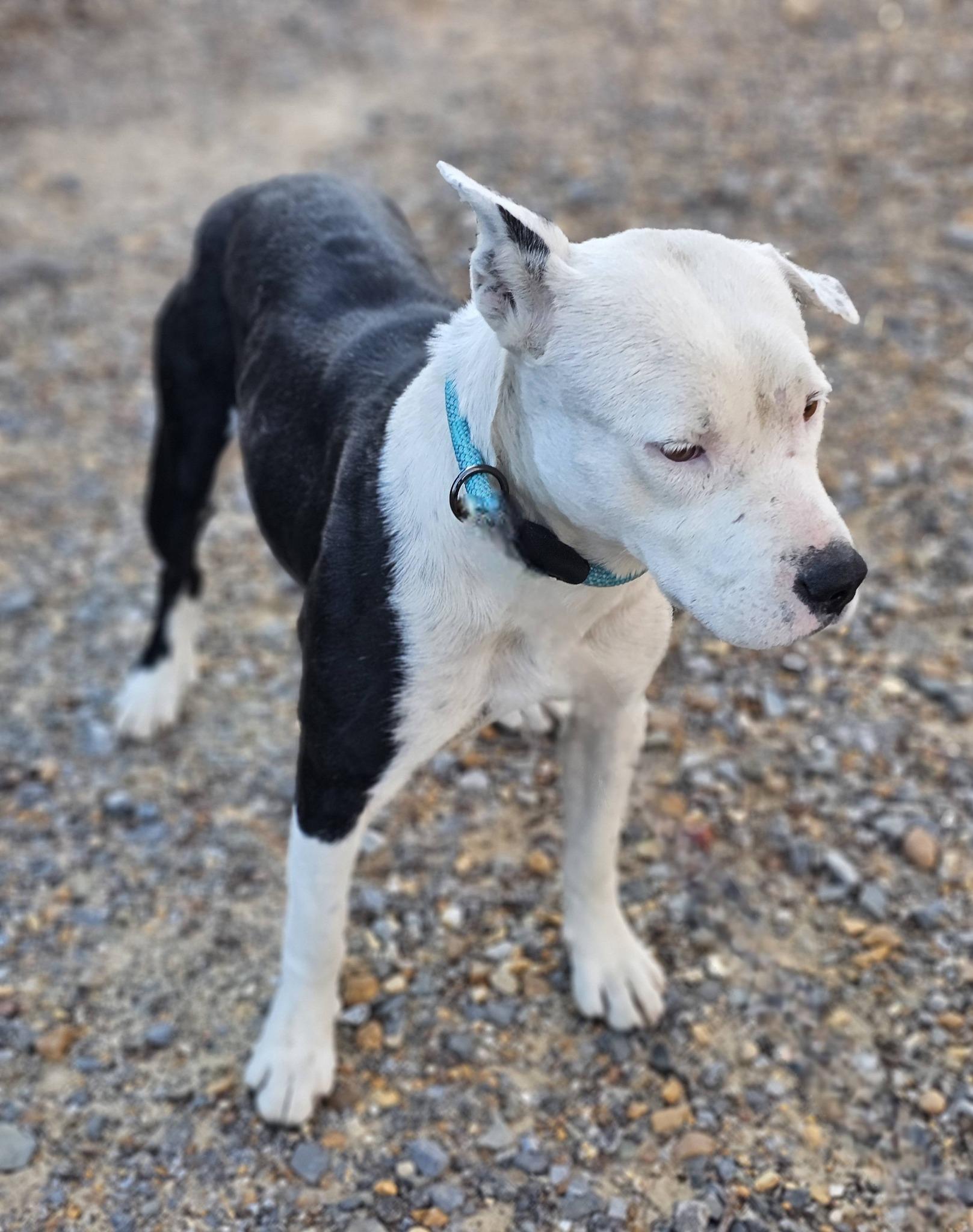 Solace, a ADOPTABLE Bulldog in Fort Payne, AL image 2/6