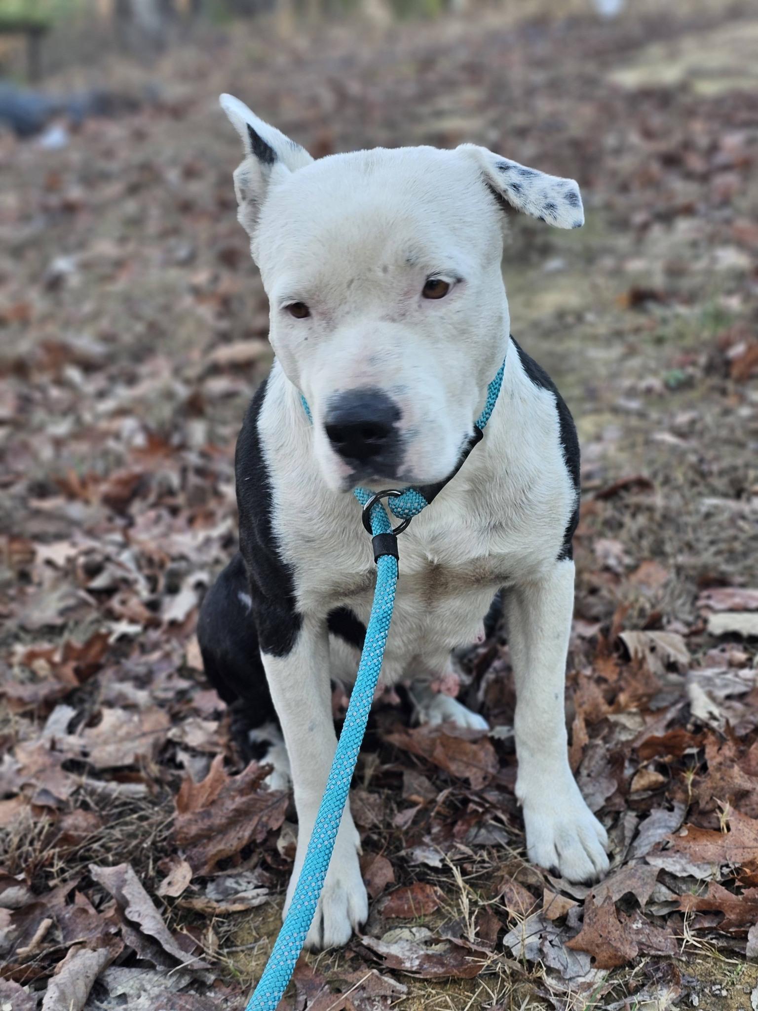 Solace, a ADOPTABLE Bulldog in Fort Payne, AL image 6/6