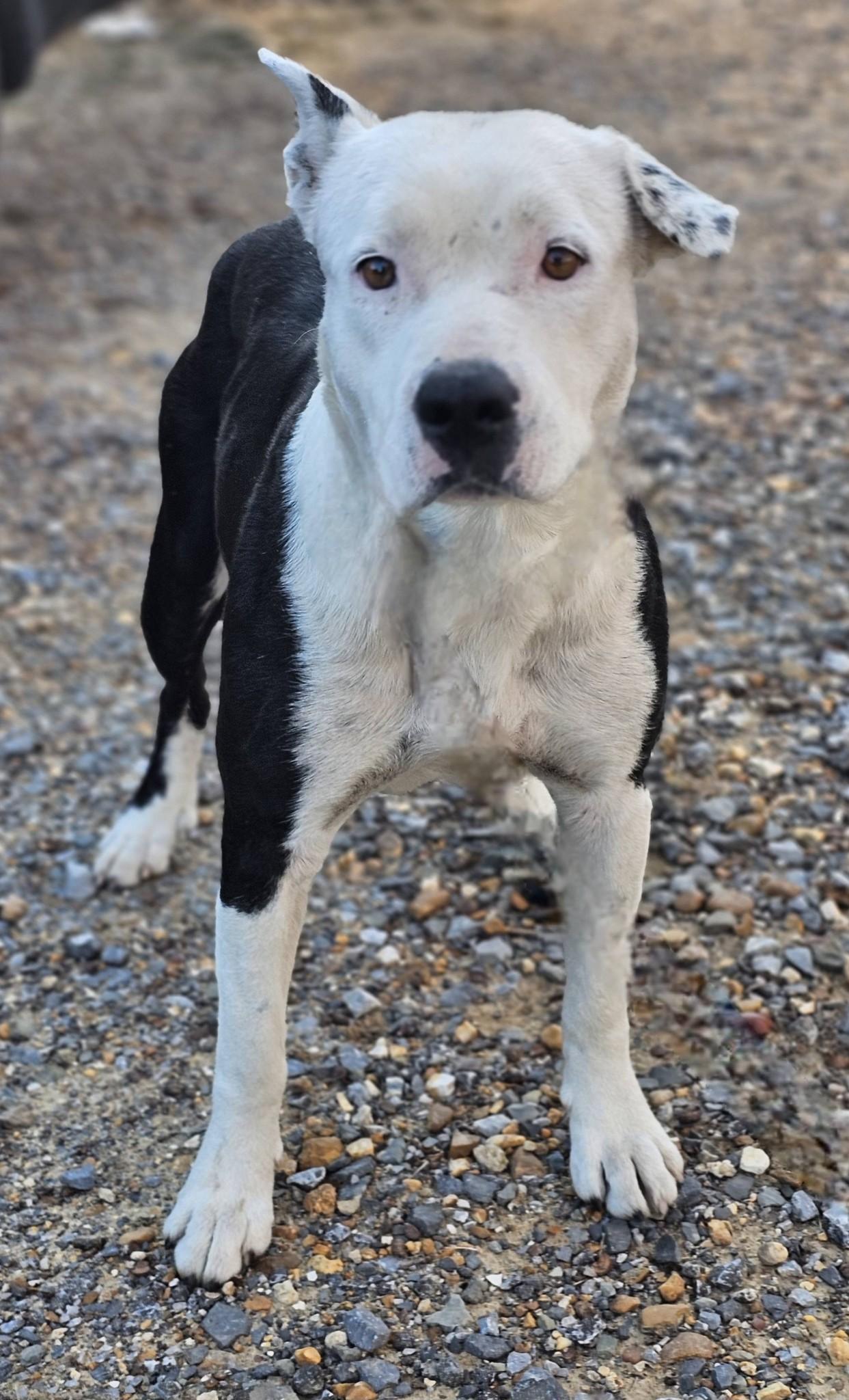 Solace, a ADOPTABLE Bulldog in Fort Payne, AL image 3/6