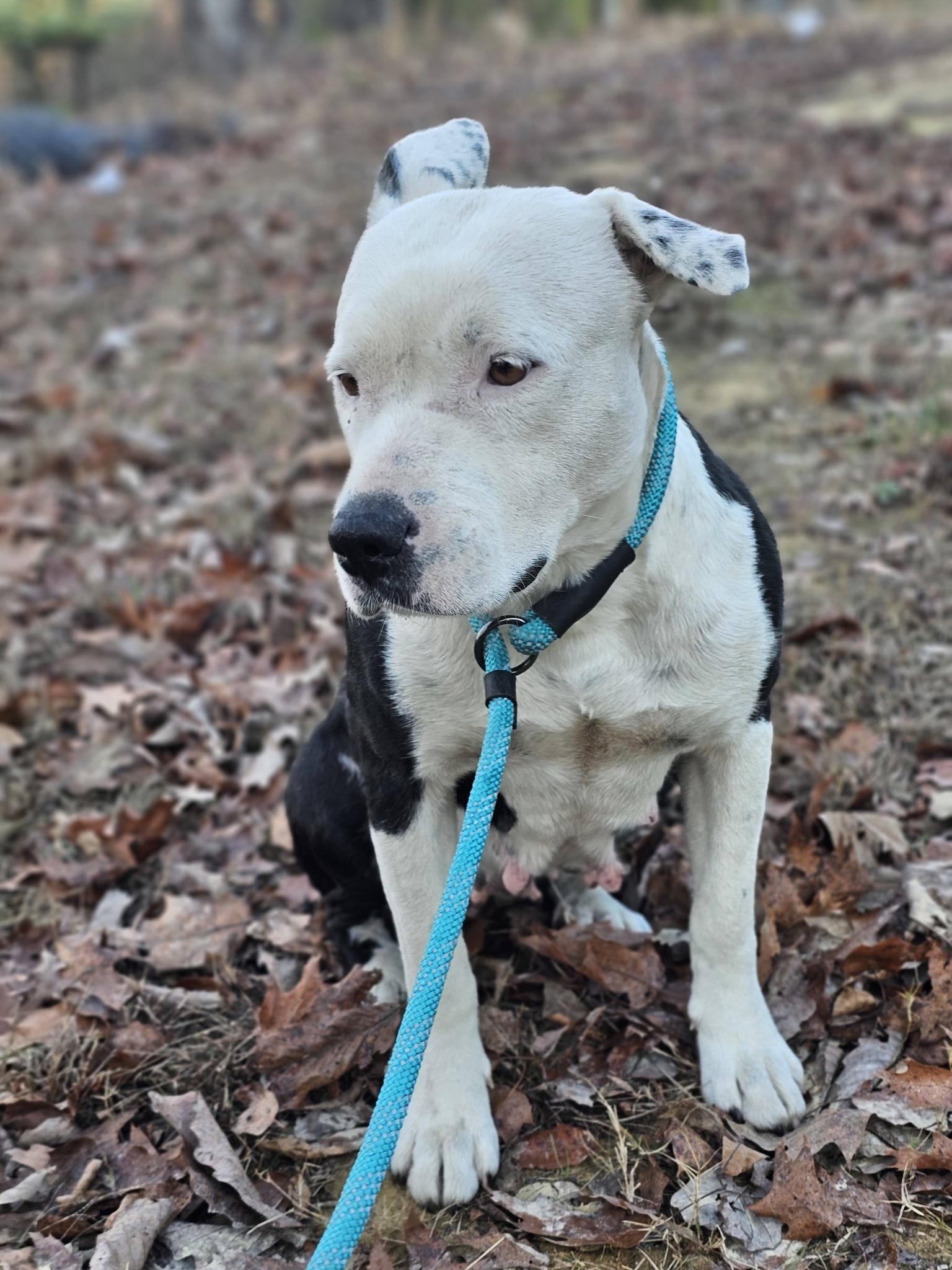 Solace, a ADOPTABLE Bulldog in Fort Payne, AL image 4/6