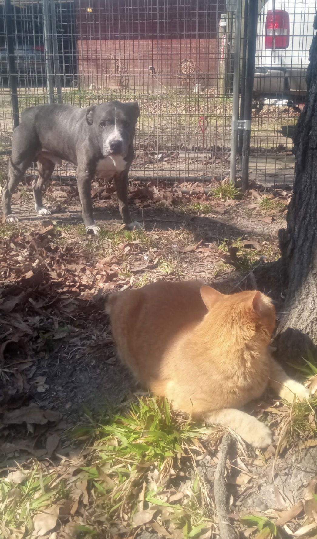 Bruno, Adoptable, Adult Male Pit Bull Terrier.