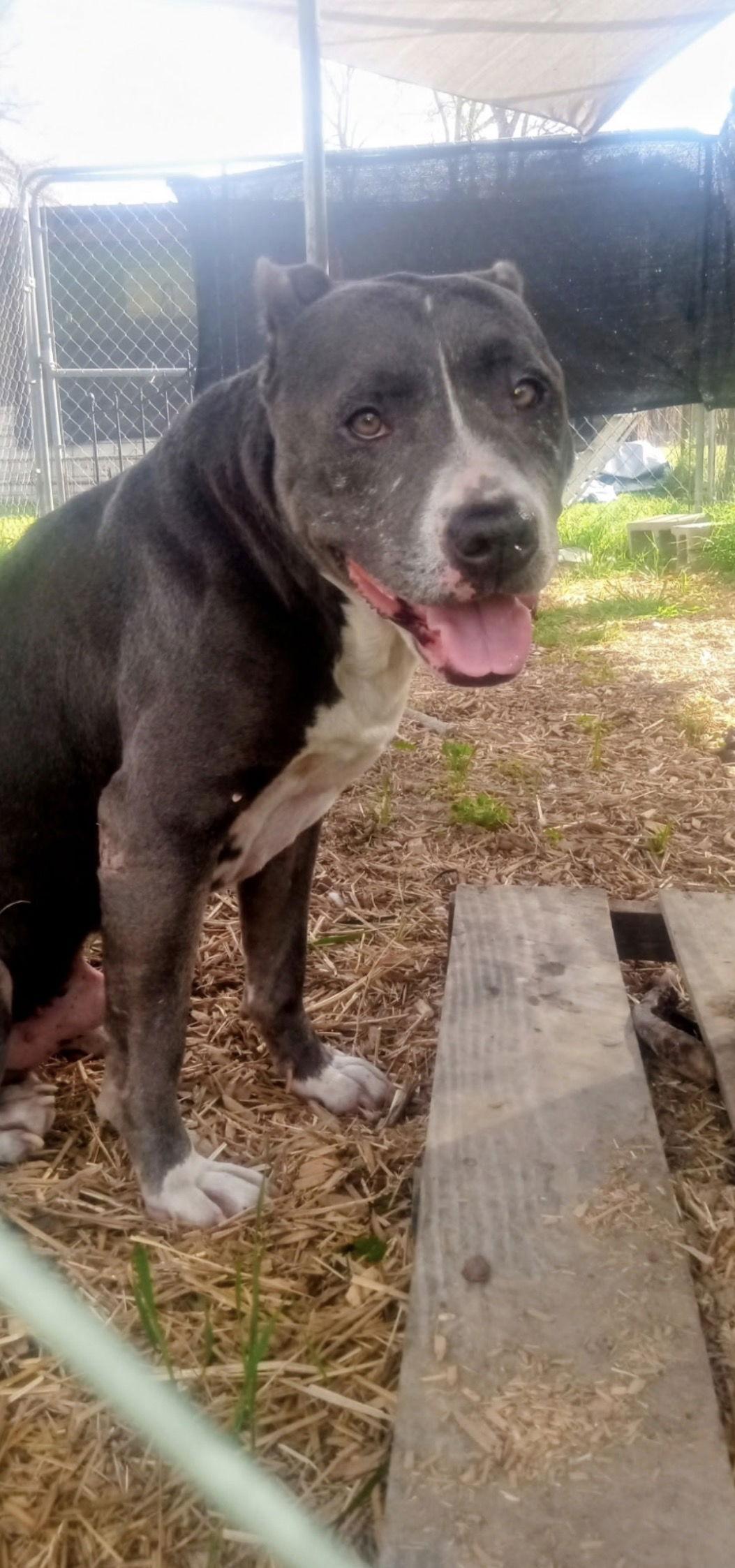 Enlarge Bruno, a Adoptable Pit Bull Terrier in Shreveport, LA image 2/2