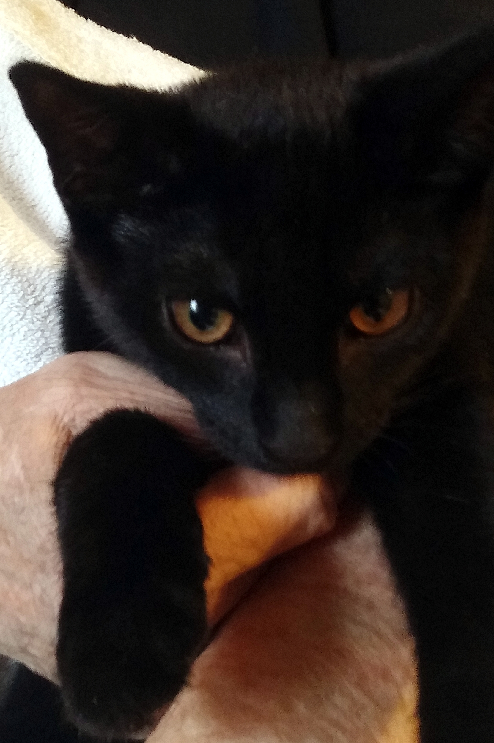 Raven Updated photo 1