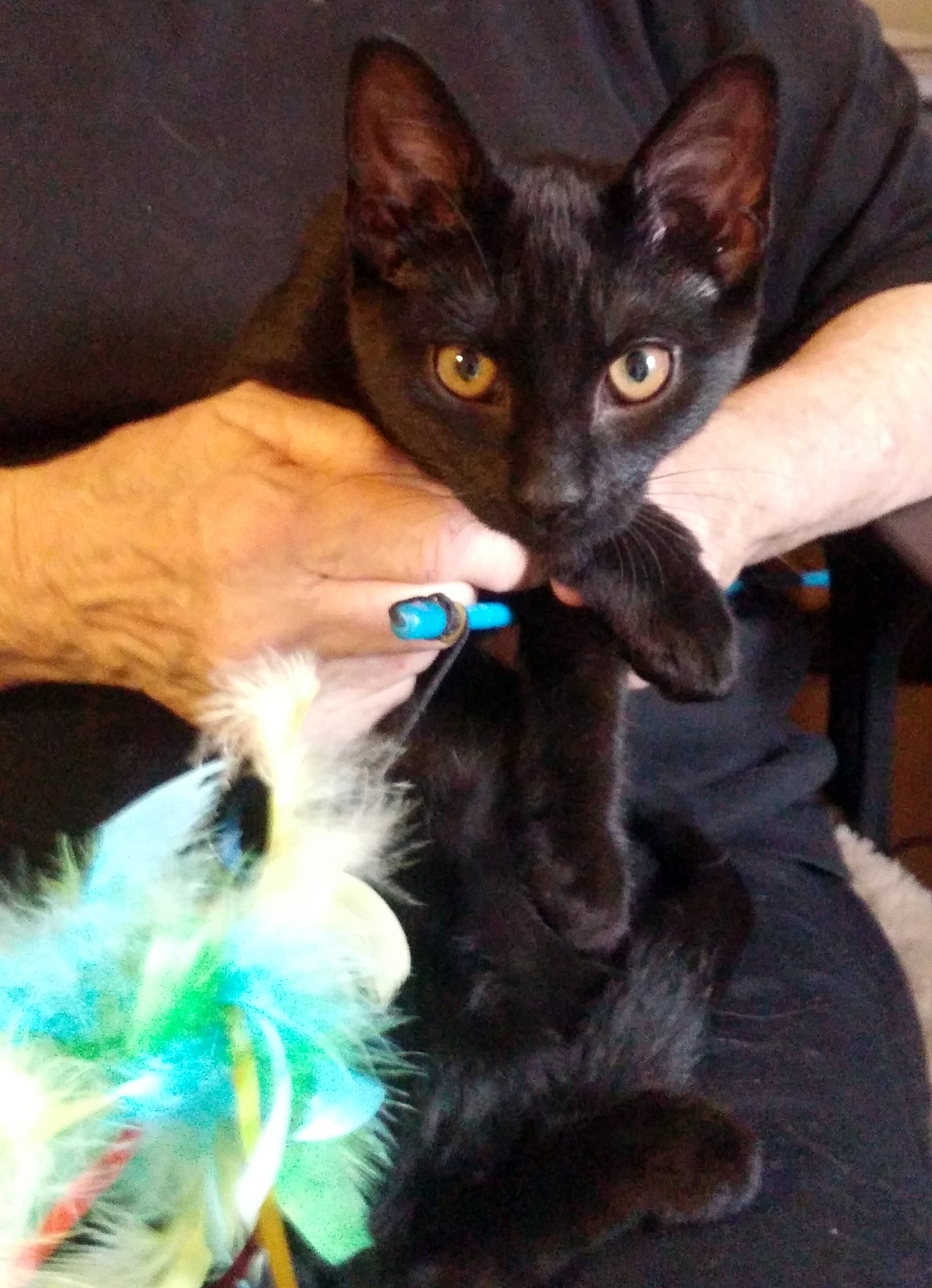 Raven Updated photo 3