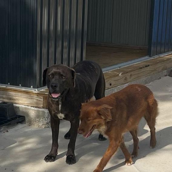 Strawberry, Adoptable, Adult Male Mixed Breed.