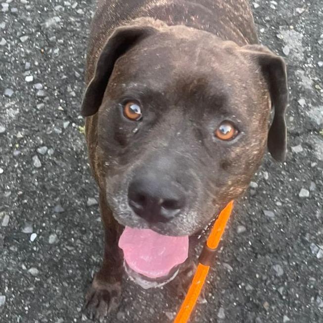 Strawberry, a Adoptable Mixed Breed in Frederiksted, VI image 2/3