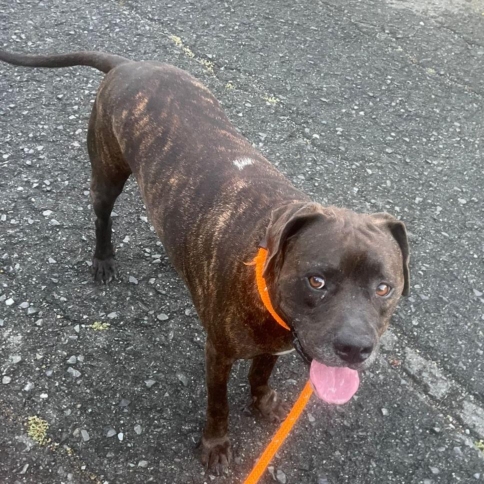 Strawberry, a Adoptable Mixed Breed in Frederiksted, VI image 3/3